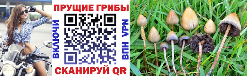 mega tor  Злынка  Галлюциногенные грибы Cubensis 